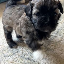 Havanese, Havapoo, and Poodle Puppies from Parlor Pups