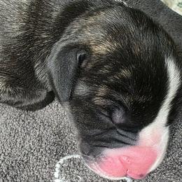 Rolo - Brindle male Great Dane puppy in Albany, Oregon from Red Cloud Australian Shepherds and DeGray Great Danes & Bulldogs