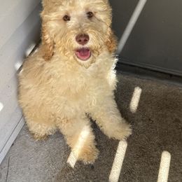 Boy 2 - Cream Poodle puppy in Valdosta, Georgia from Posh Poodles