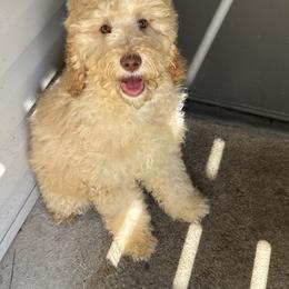 Boy 2 - Cream Poodle puppy in Valdosta, Georgia from Posh Poodles