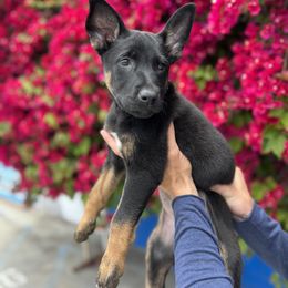 Coco - Black Belgian Malinois puppy in California from 11:11 Working Dogs