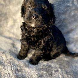 Boy 2 - Black and silver male Havapoo puppy in Tropic, Utah from Lady Paws-Kara