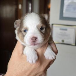George - Merle male Pomsky puppy in Elgin, Oregon from Kenna'z Kuddly Pomskiez