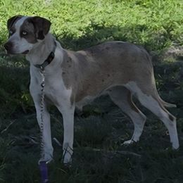 Spiders - Catahoula Leopard Dog