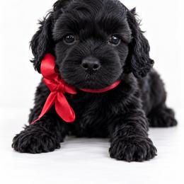 Cavapoo and Cockapoo Puppies from The Barkery