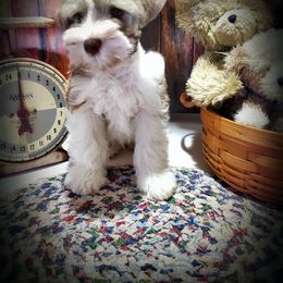 Miniature Schnauzer Puppies from Country Charm Mini Schnauzers
