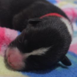 Boy 2 - male Cardigan Welsh Corgi puppy in Lynchburg, Ohio from Old Iron Farm