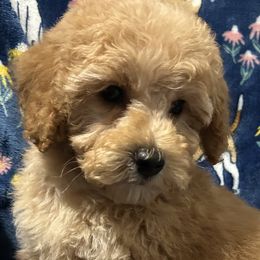Poodles and Shih Tzus from Pauley’s Shihtzus and Poodles