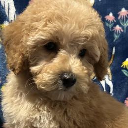Poodles and Shih Tzus from Pauley’s Shihtzus and Poodles