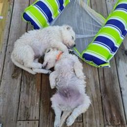 Golden Retriever Puppies from Smokey Mountain English Goldens