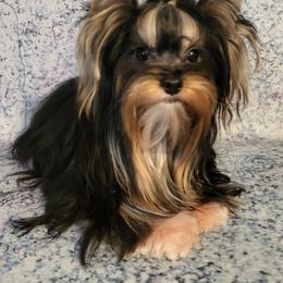 Yorkshire Terrier All Grown Up from Absolut' Parti Yorkies