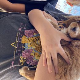 Bernedoodle and Goldendoodle Puppies from Doodle Bliss