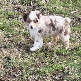 Boy 3 - Red merle male Toy Australian Shepherd puppy in Tremont, Tennessee from 2 Blue Toy Aussies