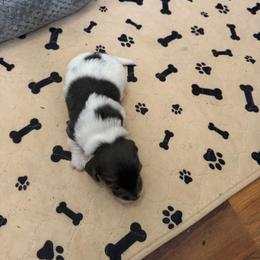 Rosco - Piebald male Dachshund puppy in Wappapello, Missouri from Kandb Dachshunds