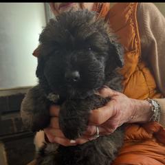 Sleeping Lady's Bouviers - Boy 3 - Brindle Bouvier des Flandres puppy in Anchorage, Alaska from Sleeping Lady Bouviers