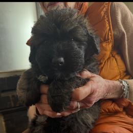 Sleeping Lady's Bouviers - Boy 3 - Brindle Bouvier des Flandres puppy in Anchorage, Alaska from Sleeping Lady Bouviers