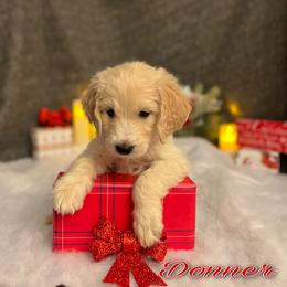 Bernedoodle, Goldendoodle, and Sheepadoodle Puppies from Golden-Doods and Company