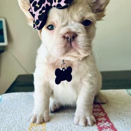 French Bulldog Puppies from Jasmine McMurtry