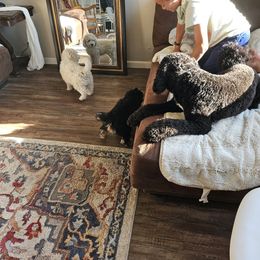 Asher - Phantom male Bernedoodle puppy in Pismo Beach, California from Beach Bernedoodles