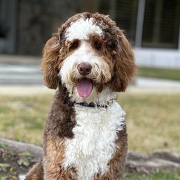 Bernedoodles and Goldendoodles from Colby Trail Doodles
