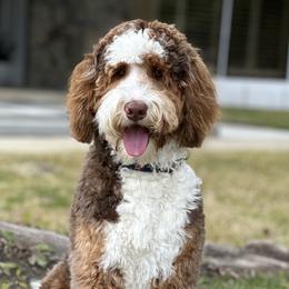 Bernedoodles and Goldendoodles from Colby Trail Doodles