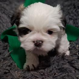 Stormy - Liver and white male Shih Tzu puppy in Montrose, Colorado from Gnomies Furry Friends