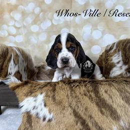 Who's-Ville - Black white and brown female Basset Hound puppy in Dingess, West Virginia from Tuckers' Howling Hounds