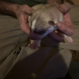 Peter - Red and white male Siberian Husky puppy in Wheeling, West Virginia from Powells Huskies