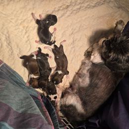 Female brindle - Brindle female Shih Tzu puppy in Missouri from Farm Animal Mommy Shih tzu's Michalek Dog Breeder