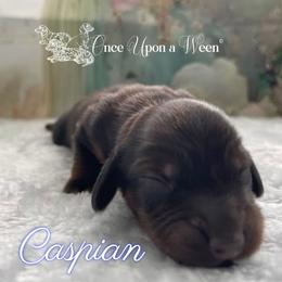 Caspian of Camelot (AKC Registerd Name) - Chocolate male Dachshund puppy in Scappoose, Oregon from Once Upon a Ween
