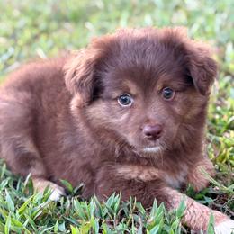Cardinal - Red tri male Toy Australian Shepherd puppy in Smithville, Arkansas from Cooper Creek Aussies