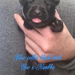 Blue collar - Black male German Shepherd puppy in Canterbury, Connecticut from Nachtwaechter German Shepherds, LLC
