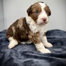 Rolo - Merle male Bernedoodle puppy in Danielsville, Georgia from Meg's Doodles and Poodles