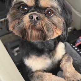 Mia - Black and tan female Shih Tzu puppy in Connersville, Indiana from Royal Blossom Shihtzus