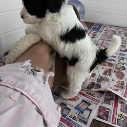 Bernedoodle and Goldendoodle Puppies from The Beach Doodles