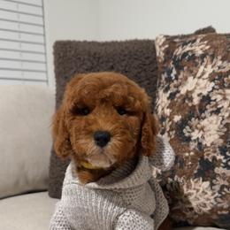 Penny - Red  female Goldendoodle puppy in Anaheim, California from Cuddle Bear Doodles