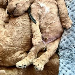 Poodle puppies from Solid Rock Ranch Poodles