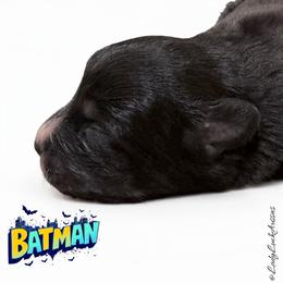 BATMAN-Black Tri Male - Black tri-color male Australian Shepherd puppy in Gainesville, Texas from Lady Luck Aussies