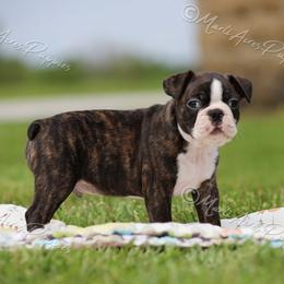 AKC 'Rowdy' - Brindle and white male Boston Terrier puppy in Lamar, Missouri from Marti Acres ~ Boston Terrier & Beagles