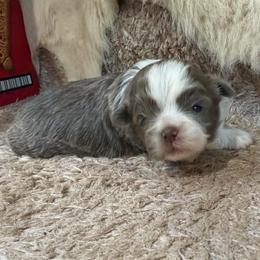 Lavender and white girl - female Shihpoo puppy in Newark, Ohio from Gemini Kennels