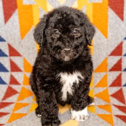 Poodle Puppies from Switzer Poodles