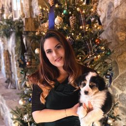 Australian Shepherd Puppies from Paramount Aussies