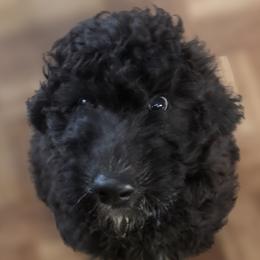 Onyx - Black male Goldendoodle puppy in Freedom, New York from Samantha's Goldendoodles