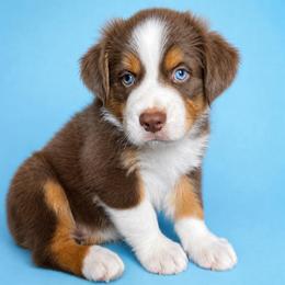Finley - Red tri-color male Australian Shepherd puppy in Marshall, Virginia from Aussie Tales Farm
