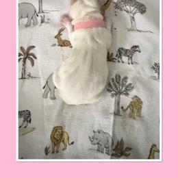 Pink - Lemon and white female Basset Hound puppy in Columbia, South Carolina from Pawmetto Hounds
