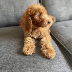 Goldendoodle and Poodle Puppies from SoFlo Lavish Kennels
