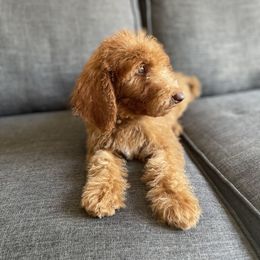 Goldendoodle and Poodle Puppies from SoFlo Lavish Kennels
