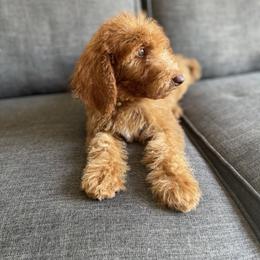 Goldendoodle and Poodle Puppies from SoFlo Lavish Kennels