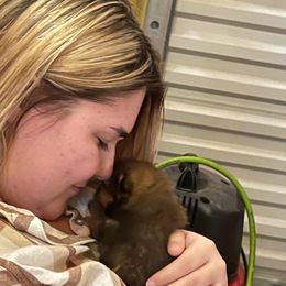 Pomeranian Puppies from Gypsy Poms