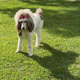 Ruby - Poodle
